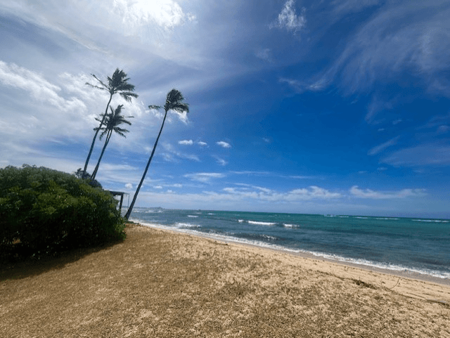 A beach with palm trees and a blue sky.